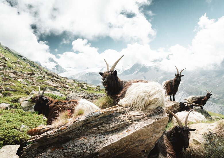 Wandern am Sunnegga | © Marco Schnyder Animals in the wild while hiking at Sunnegga | © Marco Schnyder